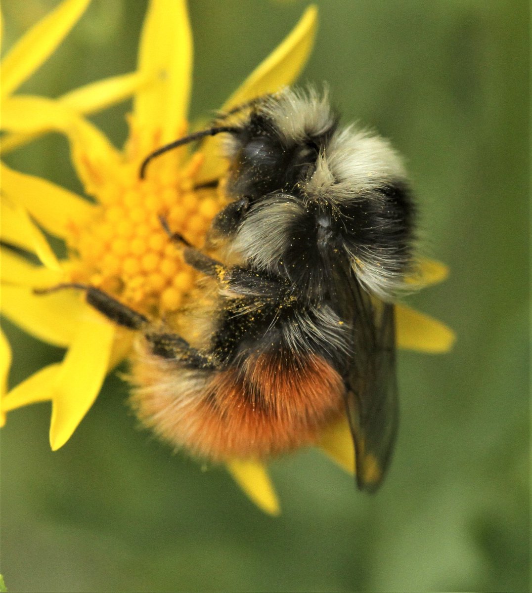 Allen Stuart Holmes tweet media