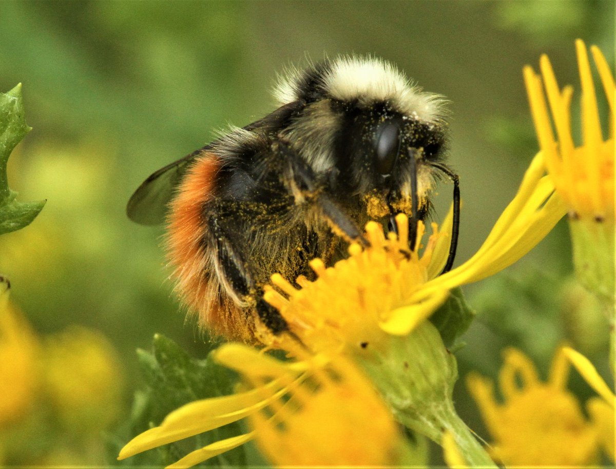 Allen Stuart Holmes (@allenstuarthol2) on Twitter photo Bombus monticola, males. Cant Clough res, Burnley. My first males this year. <a href="/PaulWilliamsNHM/">Paul Williams</a> <a href="/bumble_being/">Charlotte Rankin</a> <a href="/BumblebeeTrust/">Bumblebee Conservation Trust</a> <a href="/wurflenii/">Bumblebees etc.</a> Bombus monticola, males. Cant Clough res, Burnley. My first males this year. <a href="/PaulWilliamsNHM/">Paul Williams</a> <a href="/bumble_being/">Charlotte Rankin</a> <a href="/BumblebeeTrust/">Bumblebee Conservation Trust</a> <a href="/wurflenii/">Bumblebees etc.</a>