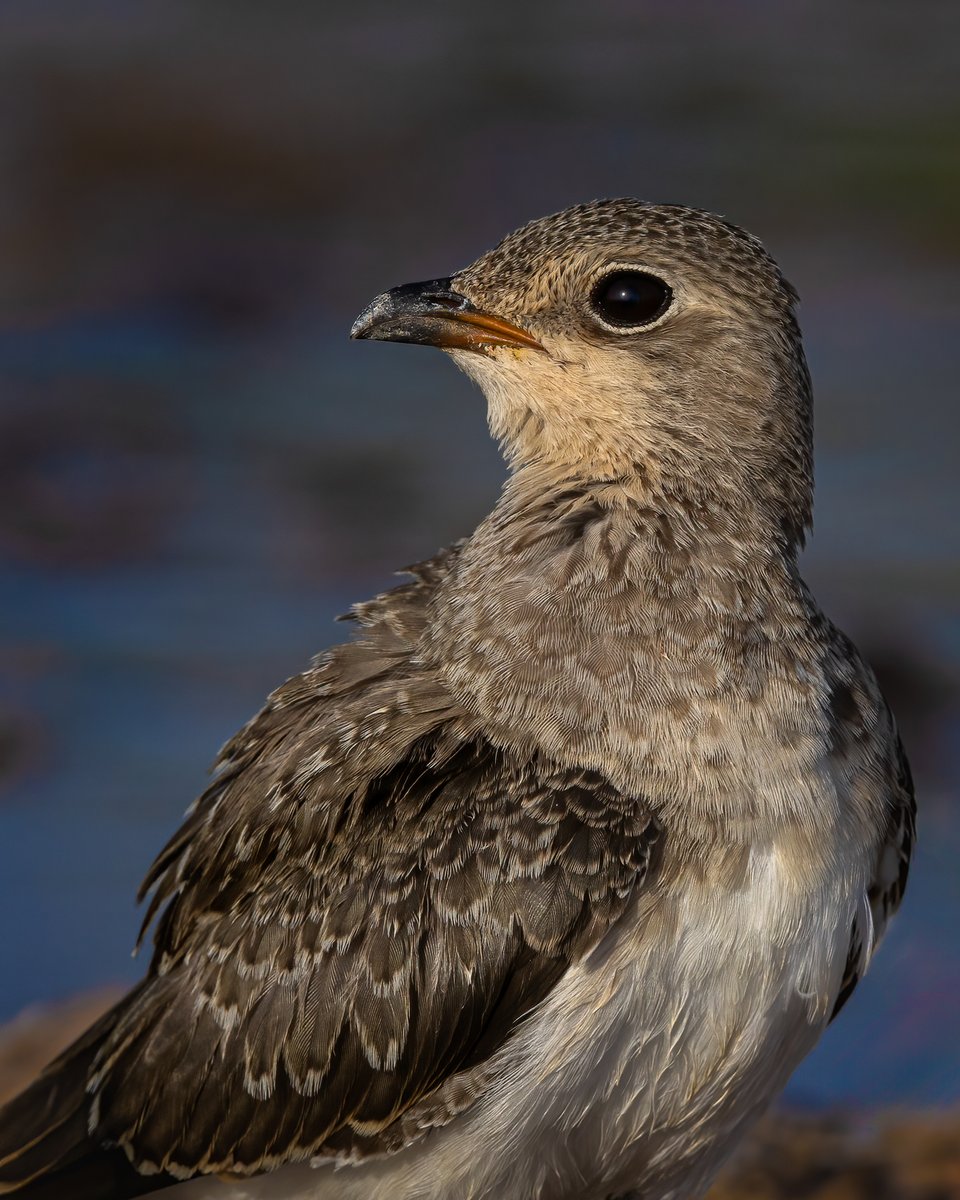 Collard Pratincole......juvenile