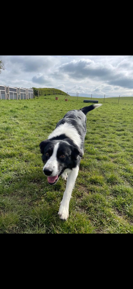 Diane Hart Collie Dog Rescue, Wales tweet media