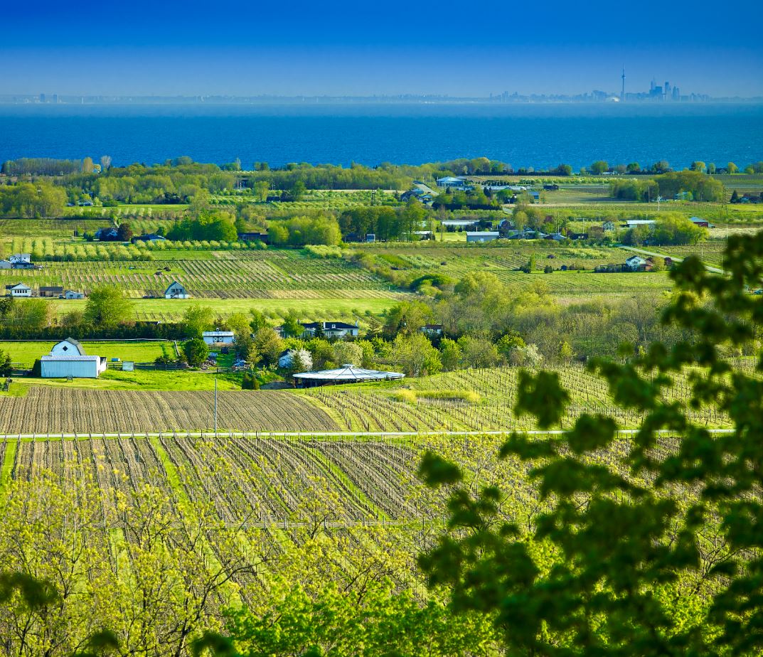 The Niagara Bench region is a hidden gem in Ontario’s wine-growing landscape, offering a unique terroir perfect for viticulture. Nestled along the Niagara Escarpment, this area benefits from a combination of ideal soil conditions, climate, and topography.