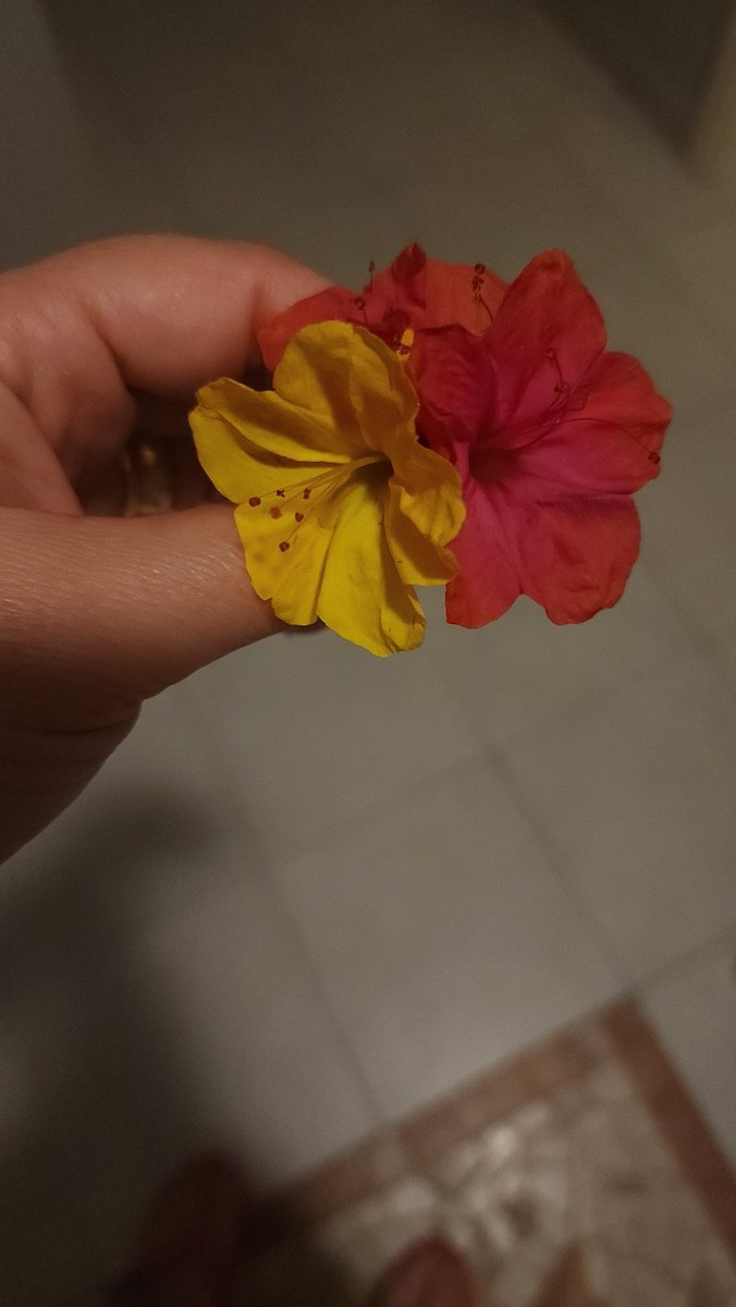 Bugünlerde gercek sevgiye ne kadar ihtiyacımız var...Komşumun çocukları getirdi.Nasil kiymetli❤️❤️💐💐