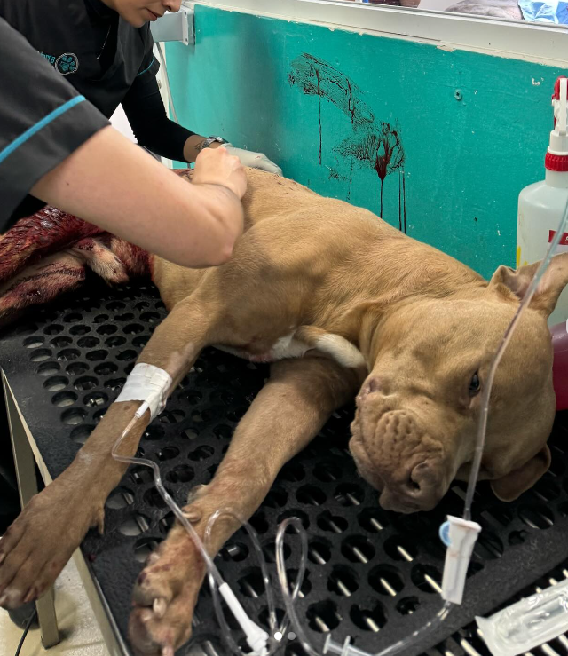 #JusticiaParaJefazo | Ya fue detenido Cristian "N", el sujeto que mató con un machete a "Jefazo", un perrito indefenso que solo estaba en busca de comida, ahora toca exigir que se haga justicia

#AbrimosHilo 🧵