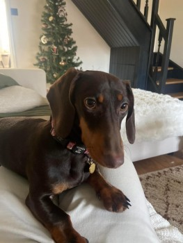 millypod1's tweet photo. OPAL HOME SAFE. THANKS FOR RT's 😊🐕🐾
🆘5 AUG 2024 #Lost OPAL #ScanMe #Tagged
YOUNG Brown & Tan Dachshund Female
Spooked by a bike nr The Pooh Bridge in Linear Park, #Calcot #Reading #Berkshire #RG31 https://t.co/nGCZ19JPTS https://t.co/KShSuqRIZF