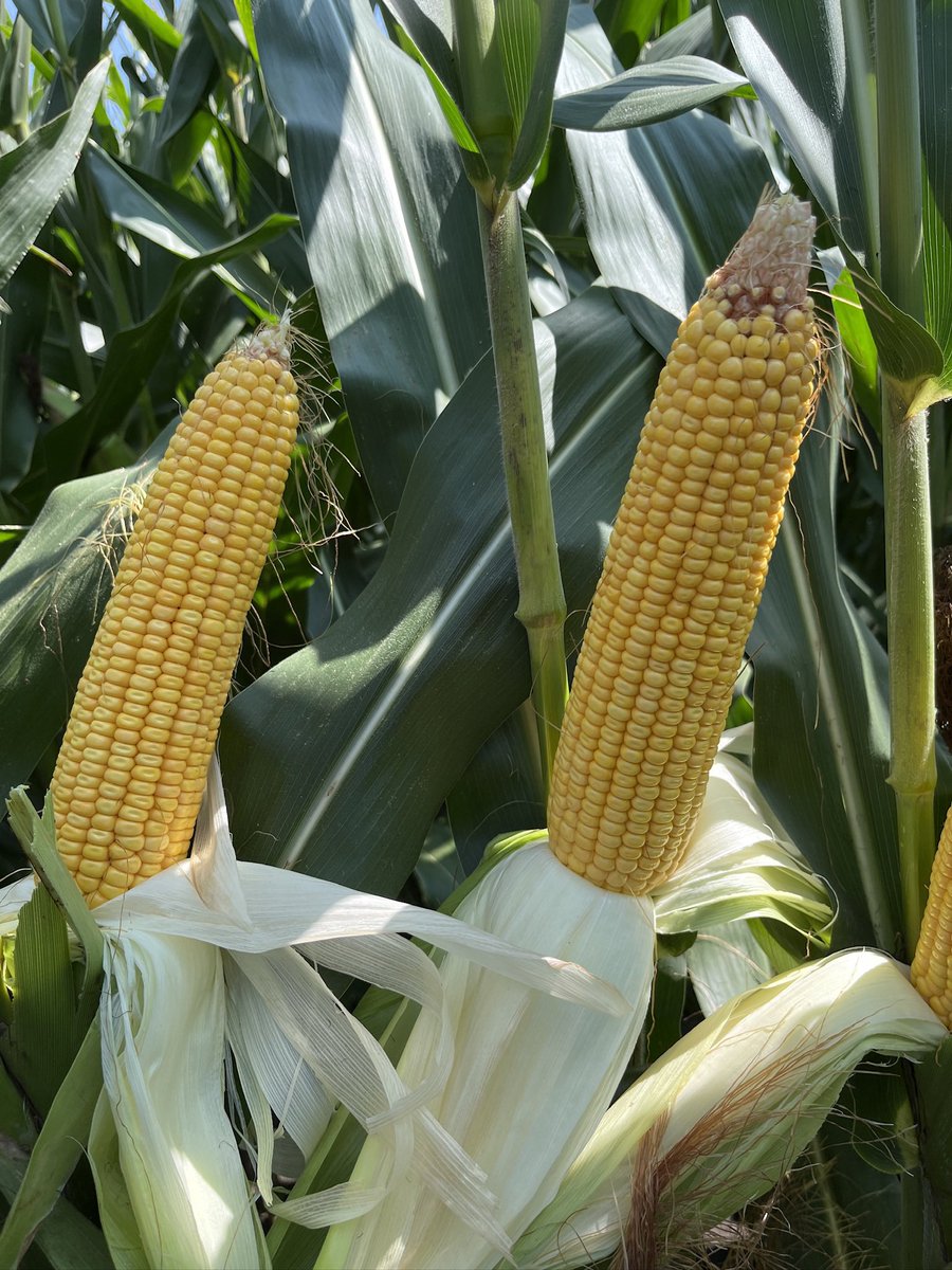 Kevin Gale tweet media