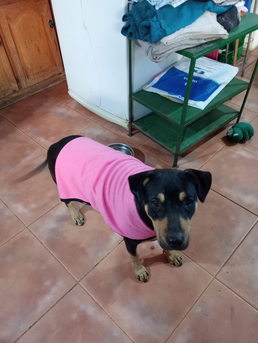Tabyta201's tweet photo. 👇👇esta perrita es ZOCCA la tengo en tránsito Tiene aprox 5 años. Se lleva bien con gatos, perros y personas. Se busca u a flia amorosa q la adopte y la trate como un integrante de la flia Tiene turno xa castrar la 1ra semana de septiembre. Se entrega castrada
+54 9 11 5331-5979 https://t.co/HjVaeWrWj4