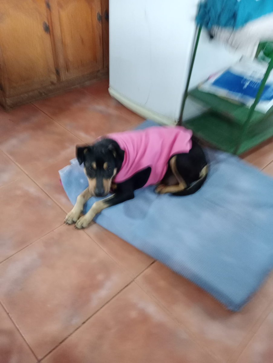 Tabyta201's tweet photo. 👇👇esta perrita es ZOCCA la tengo en tránsito Tiene aprox 5 años. Se lleva bien con gatos, perros y personas. Se busca u a flia amorosa q la adopte y la trate como un integrante de la flia Tiene turno xa castrar la 1ra semana de septiembre. Se entrega castrada
+54 9 11 5331-5979 https://t.co/HjVaeWrWj4