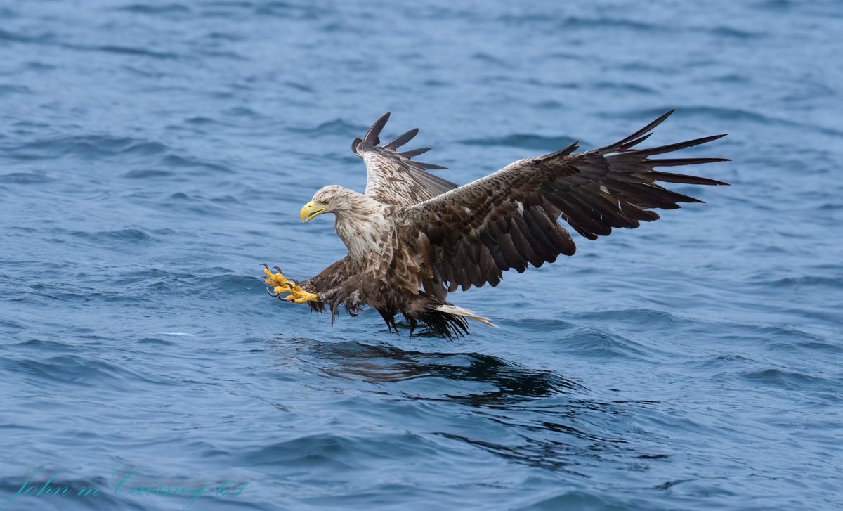 A few white tailed eagle images from Mull on Monday
