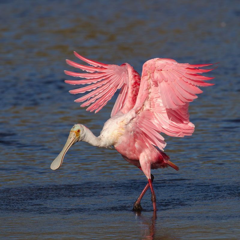 1 Mississippi (@1_mississippi) on Twitter photo ACTION OPPORTUNITY: The Yazoo Pumps would drain and damage tens of thousands of acres of #Mississippi Flyway wetlands that support 29 million migrating birds annually, such as Roseate Spoonbills. Take this simple & quick action buff.ly/4fCwFa4 from <a href="/audubonsociety/">Audubon Society</a> ACTION OPPORTUNITY: The Yazoo Pumps would drain and damage tens of thousands of acres of #Mississippi Flyway wetlands that support 29 million migrating birds annually, such as Roseate Spoonbills. Take this simple & quick action buff.ly/4fCwFa4 from <a href="/audubonsociety/">Audubon Society</a>
