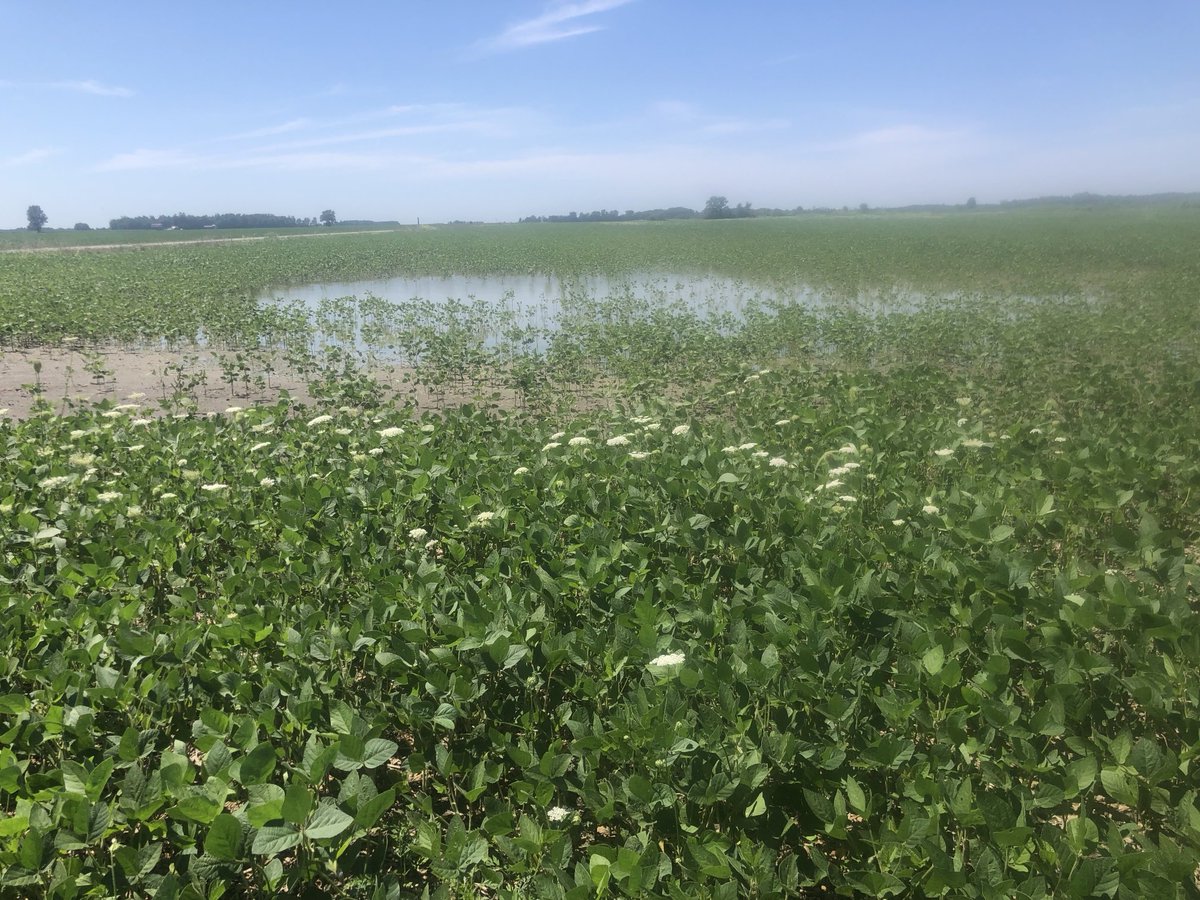 Agridome's tweet image. #Soybeans are the great liars ~these soybeans been planted, replanted and under water about 5X …… a #waterlogged year, where fertility doesn’t matter, it’s always about the agricultural economics