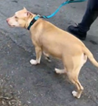 millypod1's tweet photo. 🆘3 AUG 2024 #Lost SKYE #ScanMe
IS SCARED SO PLEASE DO NOT APPROACH
Cream/Sand Staffordshire Bull Terrier Cross Female
near Penleigh Skate Park #Westbury #Wiltshire #BA13 https://t.co/yRf6dq33no https://t.co/LBmQX5Uqrv