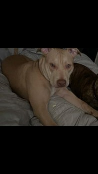 millypod1's tweet photo. 🆘3 AUG 2024 #Lost SKYE #ScanMe
IS SCARED SO PLEASE DO NOT APPROACH
Cream/Sand Staffordshire Bull Terrier Cross Female
near Penleigh Skate Park #Westbury #Wiltshire #BA13 https://t.co/yRf6dq33no https://t.co/LBmQX5Uqrv