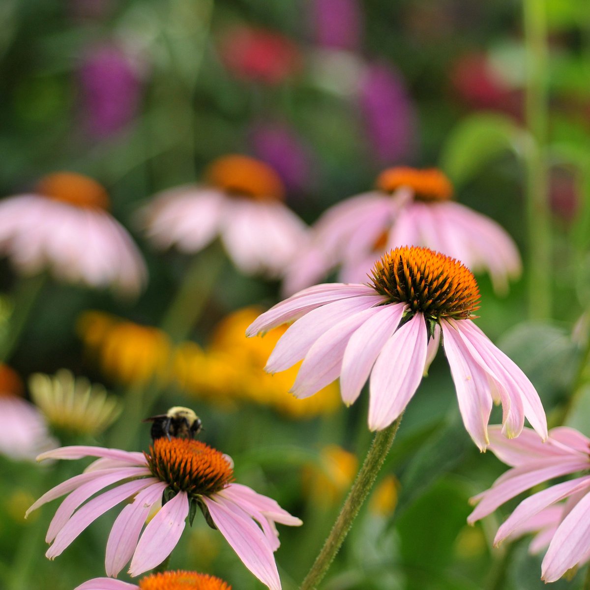 CommunityLifeBH's tweet photo. Gardening at Greystone! ππ±Join us for the gardening workshop, "How to Grow a Pollination Garden" on Sunday, August 25! This workshop is taught by Master Gardener, George Pessin! Register TODAY at https://t.co/7XqtCoVc28. πΏπ» π
#communitylifebh #gardening #flower #wellness https://t.co/VlSnhY6hVm