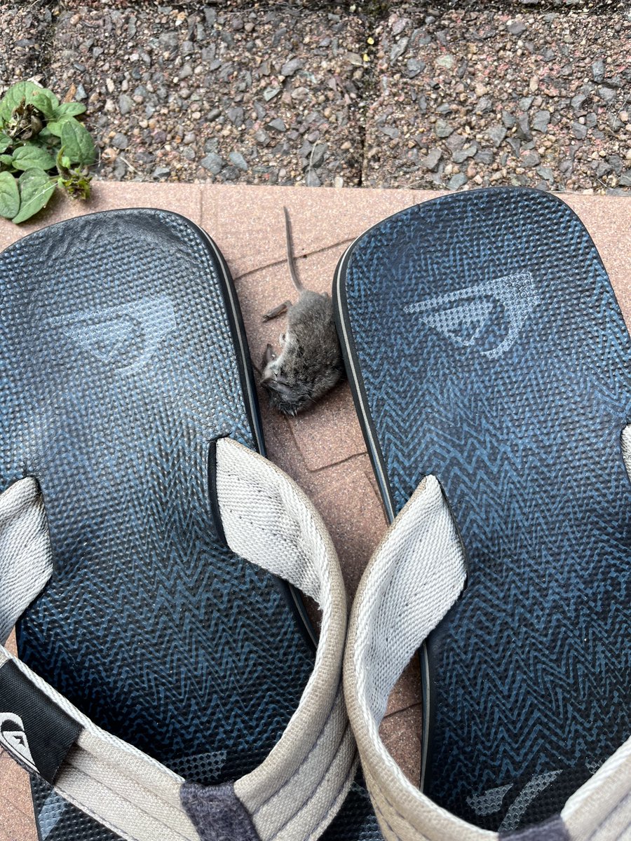 maki_lechat's tweet photo. L’humain propriétaire des tongs dit que j’ai bien fait mon travail 😼
L’humaine dit que je suis un monstre, que c’était un bébé souris 😿
Qui croire ? Je suis perdu ! Help 🙀 https://t.co/a1RkEpz8o4