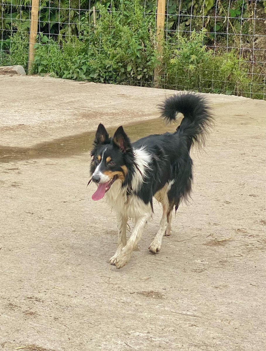 Diane Hart Collie Dog Rescue, Wales tweet media