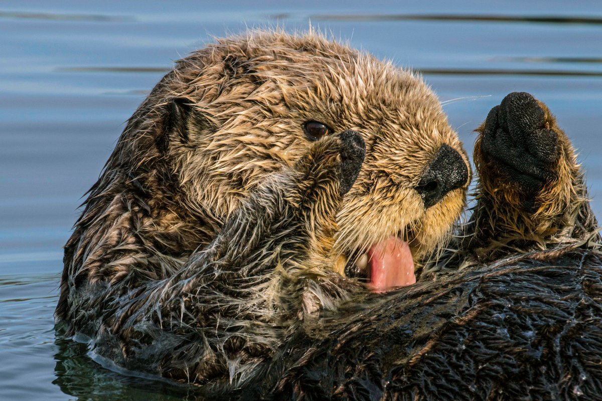 Sea_Legacy's tweet photo. This sea charmer is not just a cute face — it's a keystone species! Seagrass beds and kelp forests rely on otters to keep their ecosystems flourishing. Learn more about each ecosystem and how both have a huge impact on our lives at: https://t.co/or1BopMZRP. 

📸by @PaulNicklen https://t.co/X6oDe3LuCW