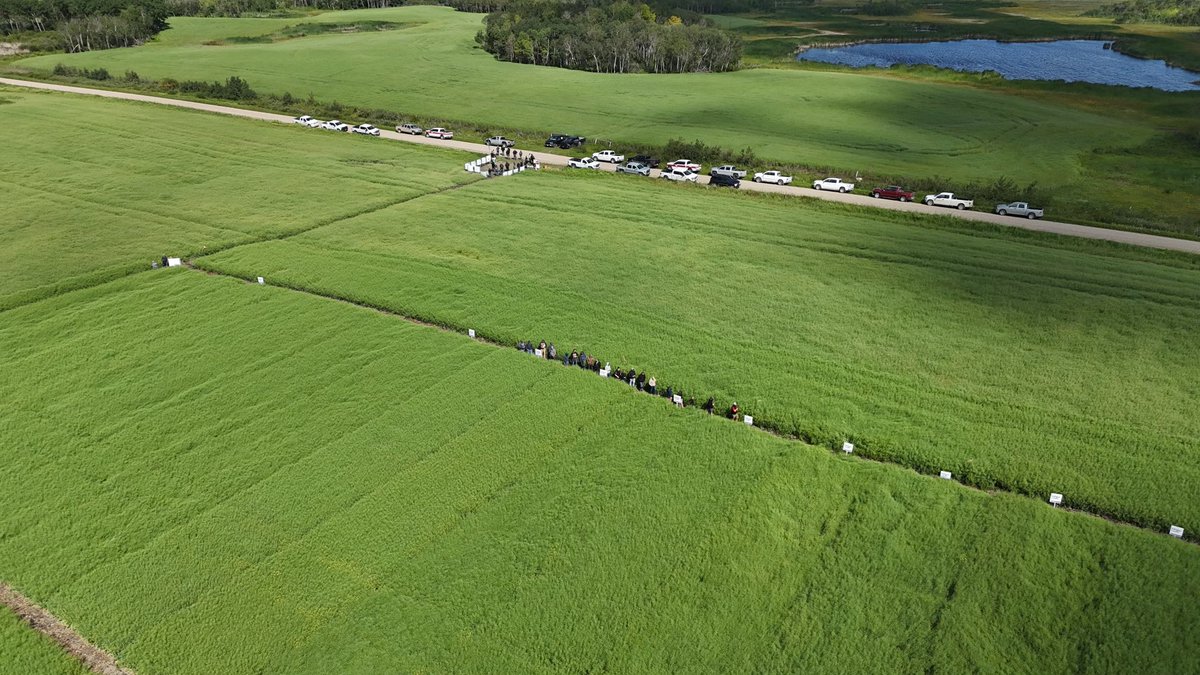 <a href="/BASFAgSolutions/">BASF Agricultural Solutions Canada</a> Ag excellence canola trials between Oakburn and Shoal Lake today. Really interesting to see the different varieties and seeding rates followed by Ukrainian food. 👍 Thanks <a href="/BrandyBeischer/">Brandy Chuchmuch</a> for having us.