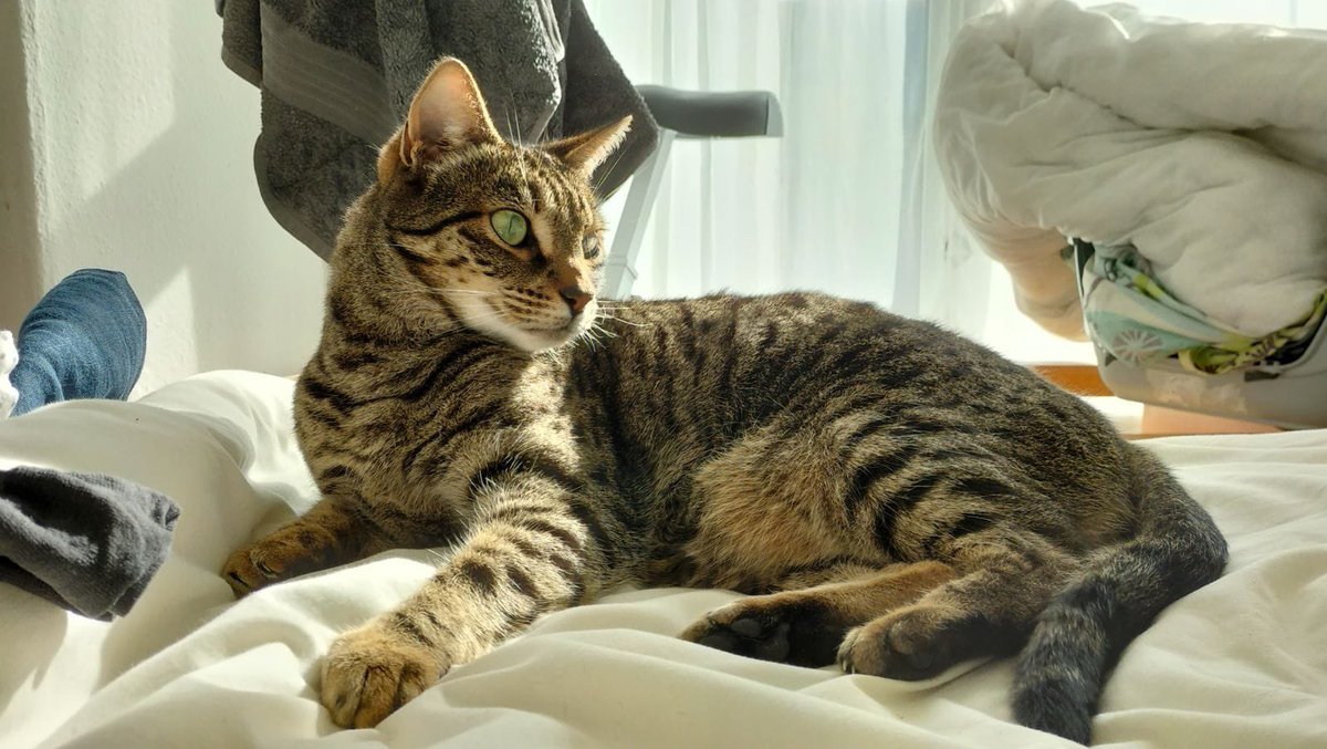 Missing cat in Penzance - Battlefields area

Contact me if seen and I will pass on owner’s number

#MissingCat #Cat #Penzance #Cornwall