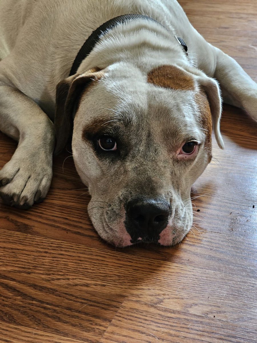 Clean puppy/dirty puppy