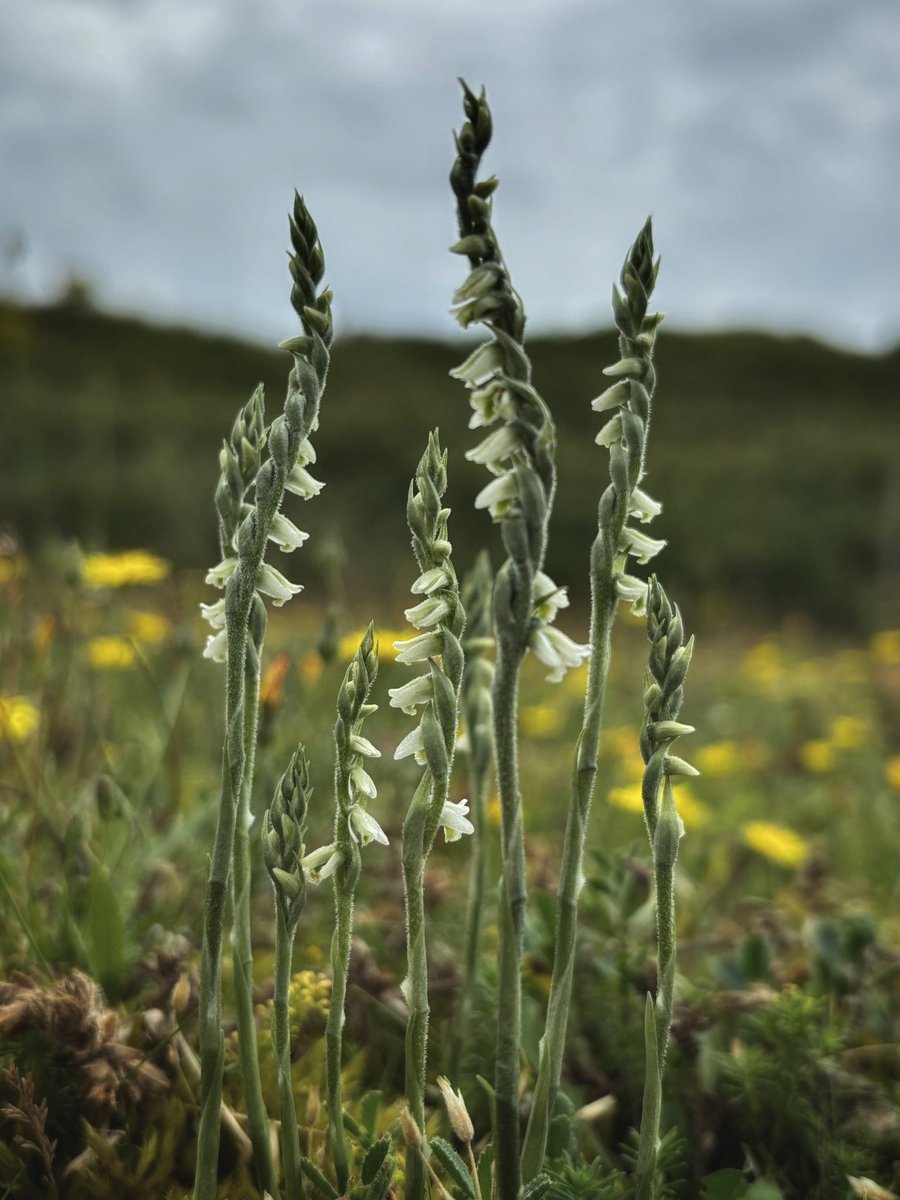 Liz Louise tweet media