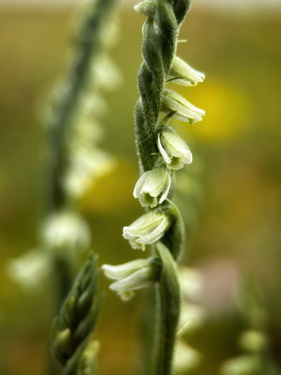 Liz Louise tweet media