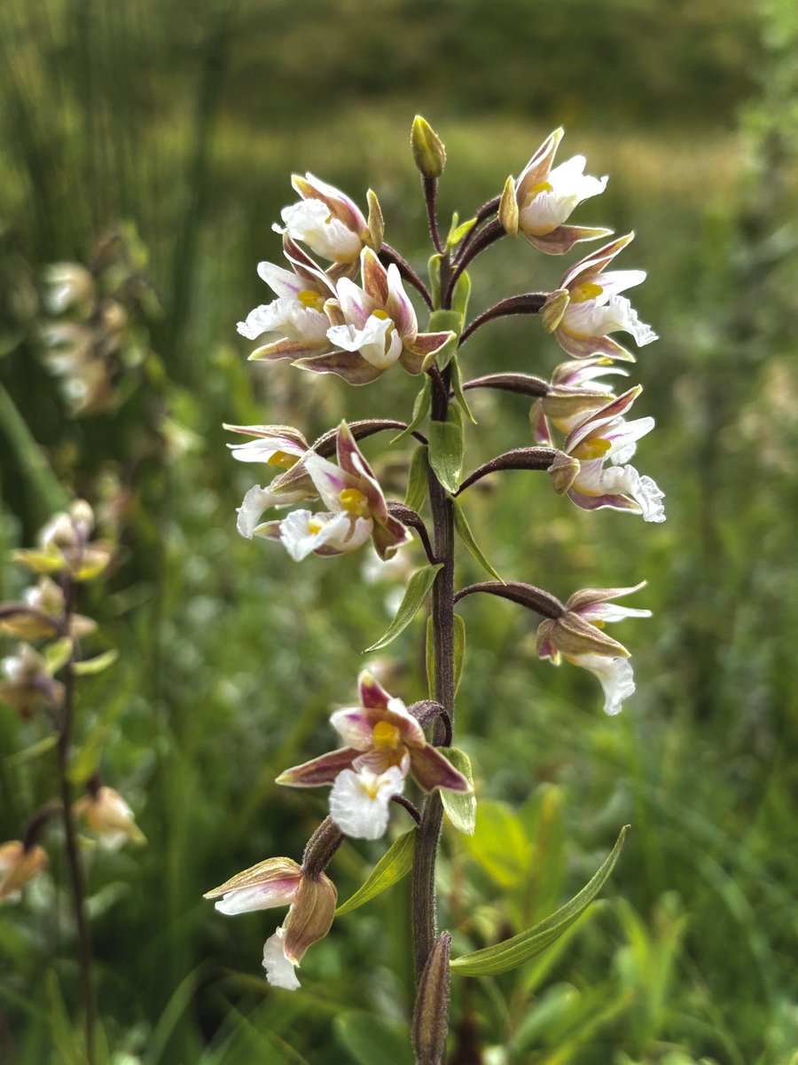 Liz Louise tweet media