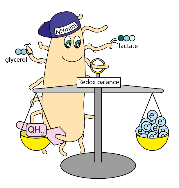 Harnessing the high product titers from fermentations for aerobic productions? Metabolic rewiring makes that possible! Read below to get to know my NNmini strain allowing the selective use of respiratory modules to re-balance unbalanced fermentations!

nature.com/articles/s4146…