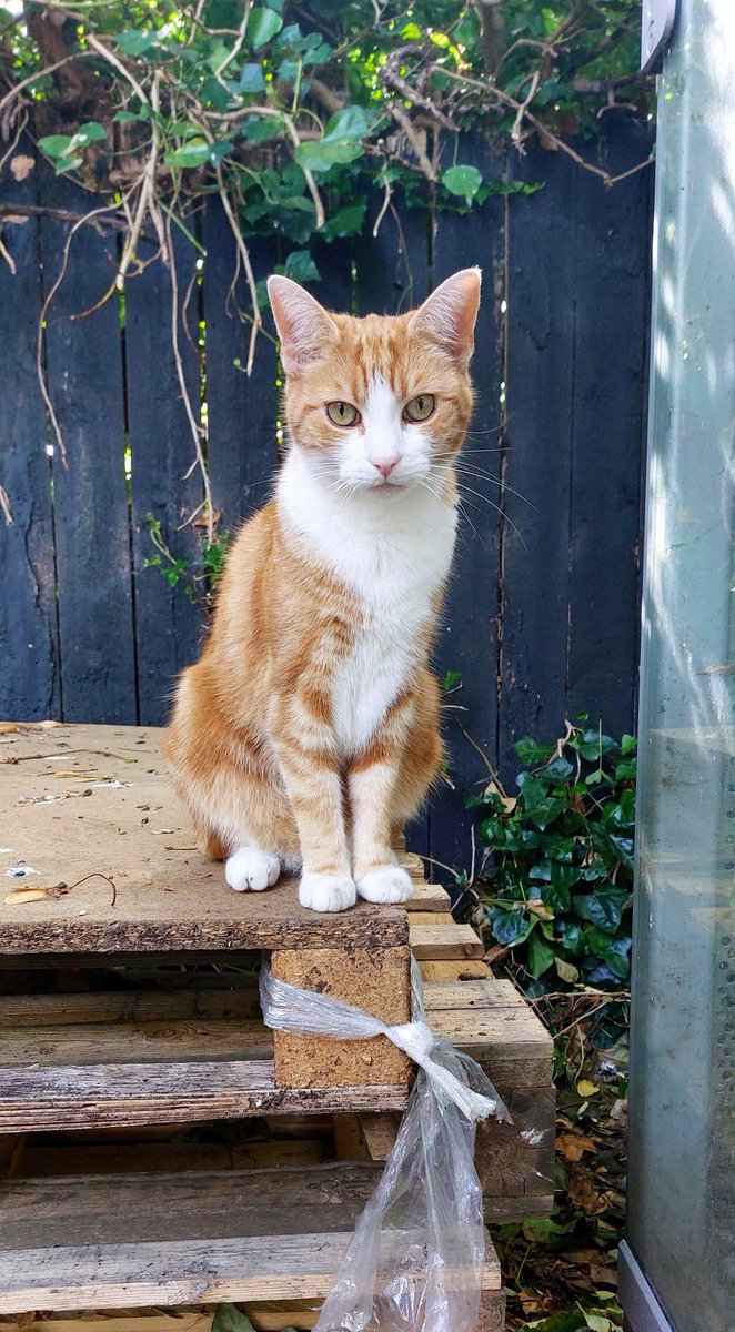 TheStourbridge's tweet photo. Good morning welcome to Tippetty tap tap Thursday 

If it makes you happy, then it’s not a waste of time

When you enjoy the moment, you’ll enjoy the day

#cats #cats #Cat #CatsOnTwitter #CatsOfTwitter https://t.co/qK9PYlM7dA