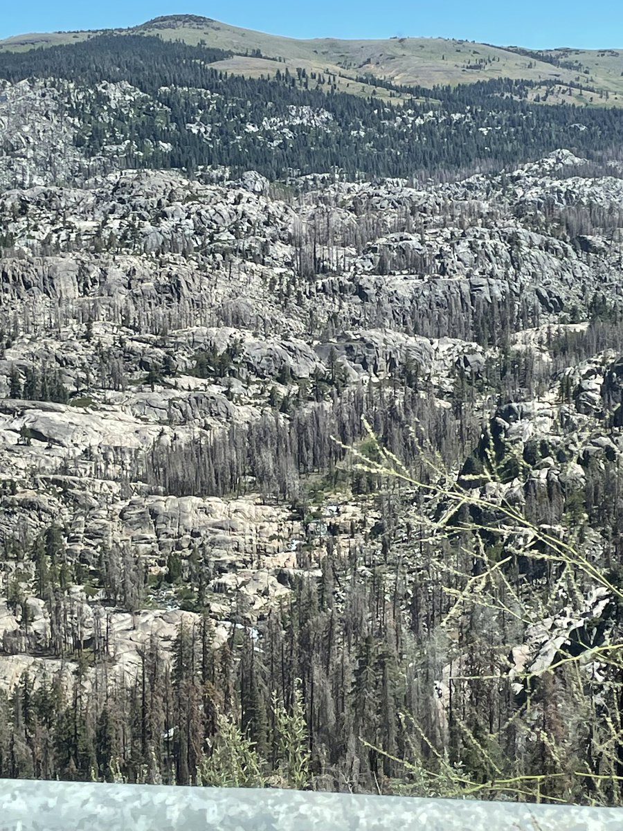 Sheri Lynn tweet media