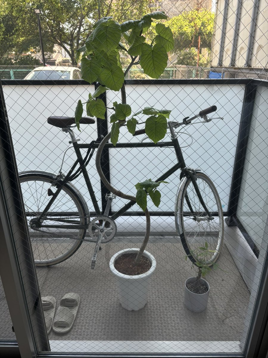 今日は、住んでいる地域の花火大会があるみたいです😶