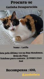 sos_bras's tweet photo. Animais desaparecidos em Brás de Pina, RJ https://t.co/nyd8ijeKeh