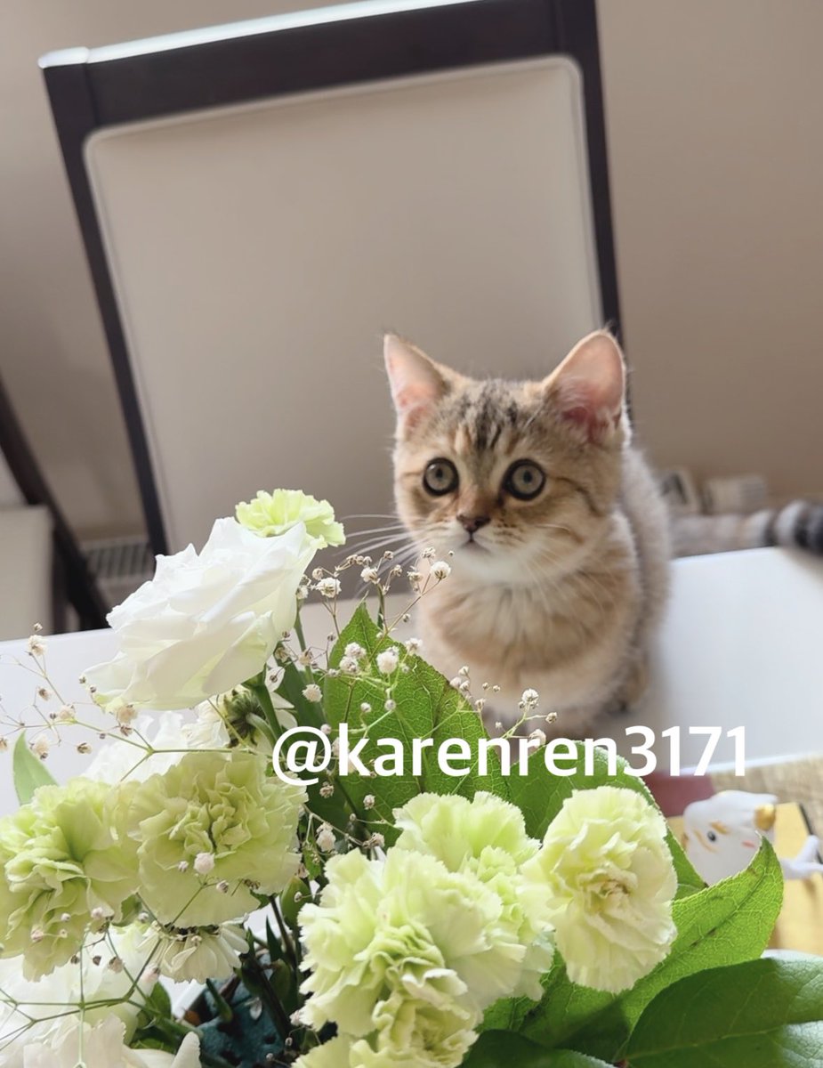 karenren3171's tweet photo. おはようございます
今日🌈の娘たち帰ってしまう日なんだなとしみじみ思った朝
そんな朝ソングと夜叉丸、菜々華の様子です💖
初盆終わりまた逢う日まで✨
朝ソングはこちらを🎶
#vickyvox
https://t.co/pOeYcaTnmv
皆様素敵な一日を
#初盆 #終戦記念日 #ミヌエット #チンチラ https://t.co/vHm1kEwFwb