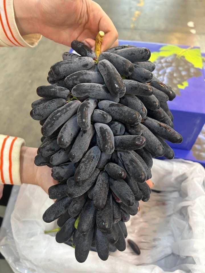 Pinkky_chey's tweet photo. 🍇 องุ่นดำแม่มด 🍇
รสชาติ หวาน กรอบ อร่อยค่าา
🚩กล่อง 4.5 กิโล ราคา 1,550 บาท ส่งฟรี

💌สนใจสั่งซื้อได้ที่ https://t.co/ES02zisdUr

🚚กทม นนทบุรี ปทุมธานี สมุทรปราการ 
ส่งฟรีแช่เย็นรับสินค้าภายในวัน
🚛❄️จังหวัดอื่นๆส่งฟรีแบบคุมอุณหภูมิรับสินค้าภายใน1-2วัน https://t.co/Gqux4OdOLB