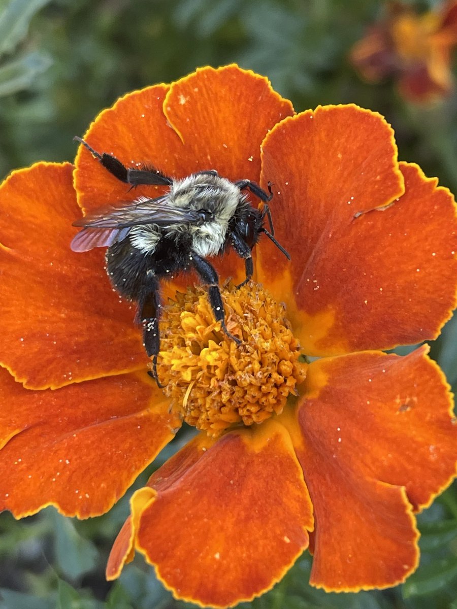 Hkevoefeldman's tweet photo. A sleeping bee in my garden #SaveTheBees #flowerphotography #GardeingTwitter https://t.co/h5x9vq3eSi