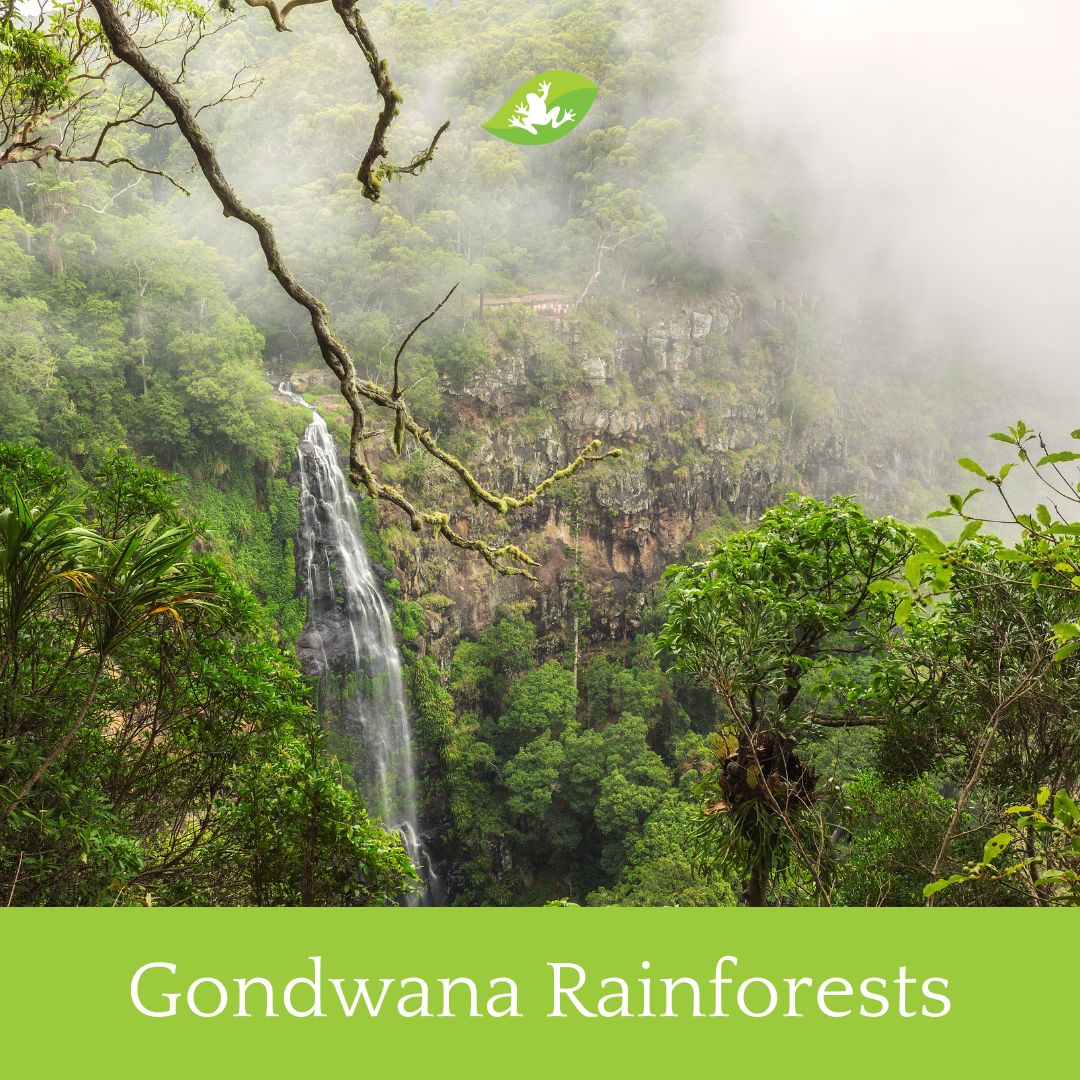 Mackay Conservation tweet media