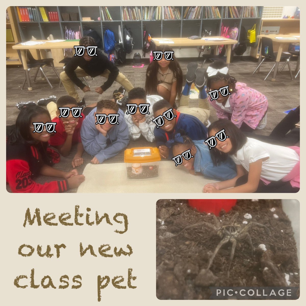 Our Upper Elementary Montessori class decided on a name for our new class pet. Meet Hunter the wolf spider.