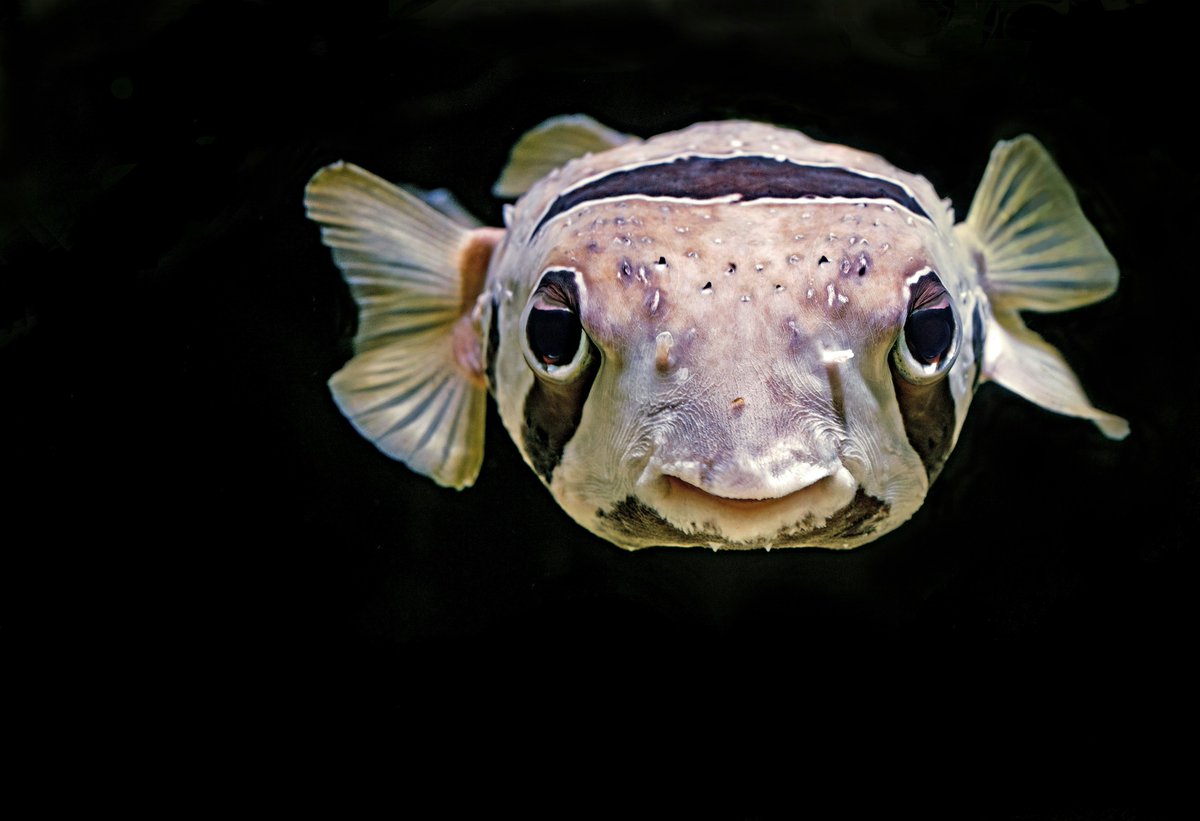 Timothy Clark (@timothy_d_clark) on Twitter photo PhD scholarships available <a href="/Deakin/">Deakin University</a>, Australia! DM me if you have a strong & relevant academic record, & you're interested in investigating how fish acclimate and adapt to climate change. Please RT! #fishsci
deakin.edu.au/study/fees-and… PhD scholarships available <a href="/Deakin/">Deakin University</a>, Australia! DM me if you have a strong & relevant academic record, & you're interested in investigating how fish acclimate and adapt to climate change. Please RT! #fishsci
deakin.edu.au/study/fees-and…