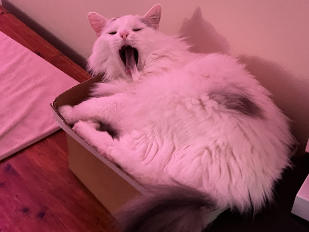 A Cat Named Bitches tweet media