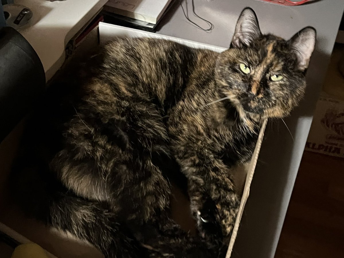 A Cat Named Bitches tweet media