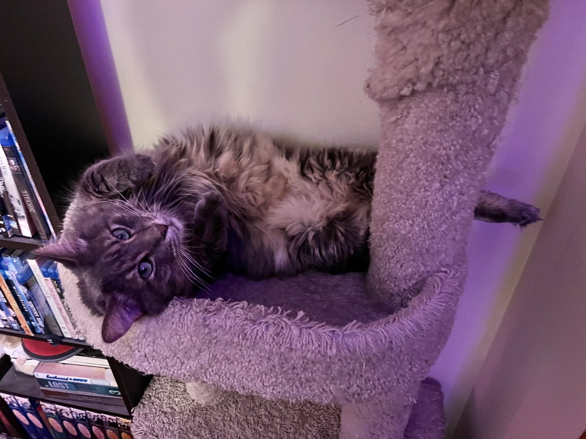 A Cat Named Bitches tweet media