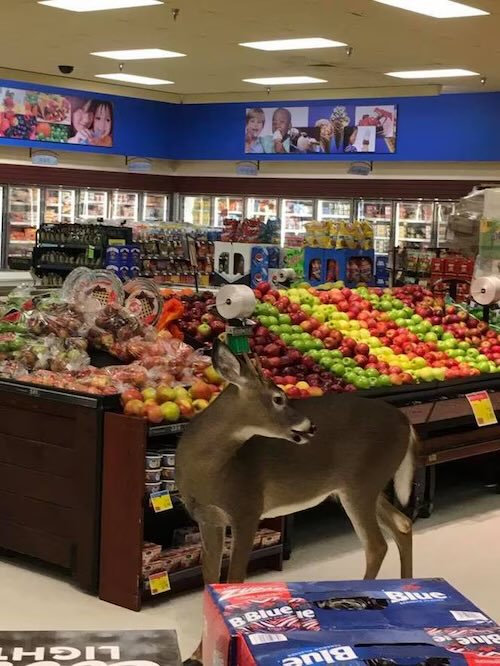 Agatha Chocolats tweet media