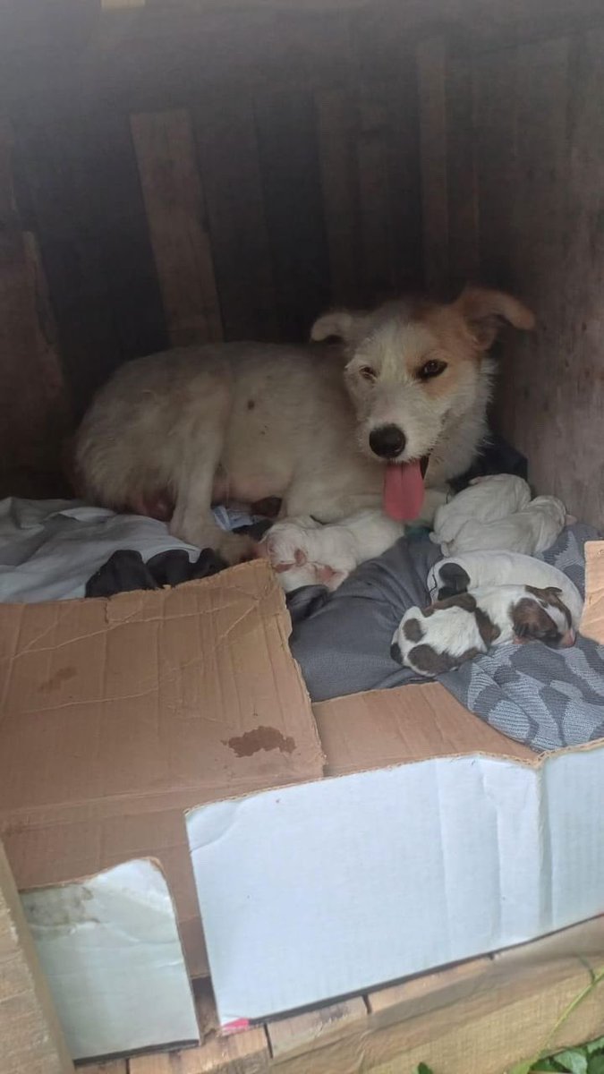 AnimalesCDMX (@animales_cdmx) on Twitter photo Los vecinos apoyan 💰 hasta que todos se adopten y los llevan hasta donde los pudieran recibir. Les pido por favor si nos pueden ayudar con un RT o bien si está en sus posibilidades tomar el caso. Gracias. <a href="/FundacionToby/">Fundación Toby</a> <a href="/H_Limoneros/">Huellitas Limoneros</a> <a href="/HELA_MORE/">𝙷𝚎𝚕𝚊 𝙼𝚘𝚛𝚎 🐶</a> <a href="/oportunican/">OPORTUNICAN</a> <a href="/carolhsolis/">Carolina 🐾</a> Los vecinos apoyan 💰 hasta que todos se adopten y los llevan hasta donde los pudieran recibir. Les pido por favor si nos pueden ayudar con un RT o bien si está en sus posibilidades tomar el caso. Gracias. <a href="/FundacionToby/">Fundación Toby</a> <a href="/H_Limoneros/">Huellitas Limoneros</a> <a href="/HELA_MORE/">𝙷𝚎𝚕𝚊 𝙼𝚘𝚛𝚎 🐶</a> <a href="/oportunican/">OPORTUNICAN</a> <a href="/carolhsolis/">Carolina 🐾</a>