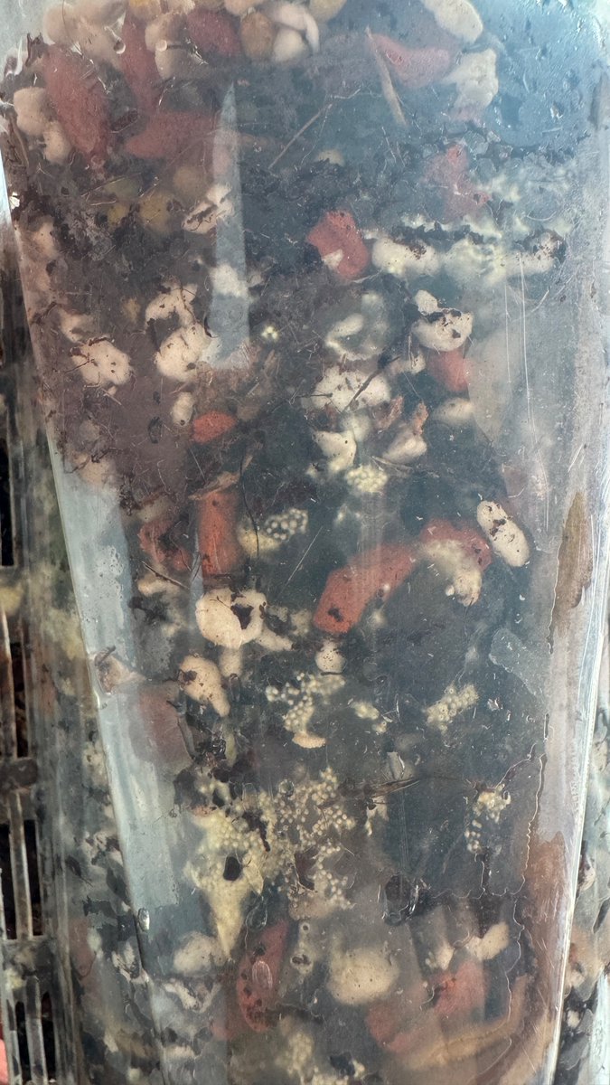 안녕하세여🥹  혹시 투명화분에 곰팡이? 벌레 알 같은게 생겼는데 정체를 아시는 분 계실까하여 달려왔서요..(약혐) 
여기저기꽤 많이있더라고요 오노😫