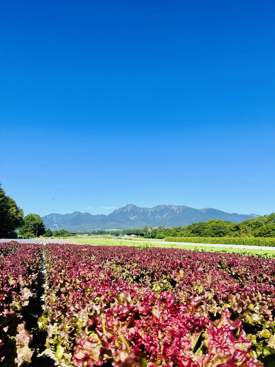 tawan_com's tweet photo. おはようございます、陶芸体験たわんです。先日の八ヶ岳野辺山高原。出荷直前のサニーレタスが花畑のようでした！ https://t.co/moTSm1NXux