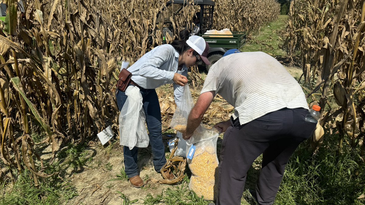 Sudeep Singh Sidhu, Ph.D. (@sidhu_agronomy) on Twitter photo Start of harvest for this season’s corn crop at <a href="/ufifasnfrec/">UF IFAS NFREC</a>. Corn variety trial harvest underway. Thanks to our industry partners for their support. Start of harvest for this season’s corn crop at <a href="/ufifasnfrec/">UF IFAS NFREC</a>. Corn variety trial harvest underway. Thanks to our industry partners for their support.