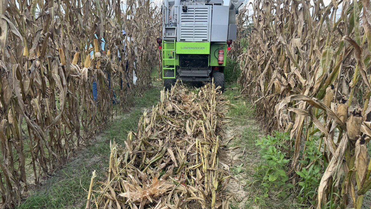 Sidhu_Agronomy's tweet photo. Start of harvest for this season’s corn crop at @ufifasnfrec. Corn variety trial harvest underway. Thanks to our industry partners for their support. https://t.co/kxYWqEyfnL