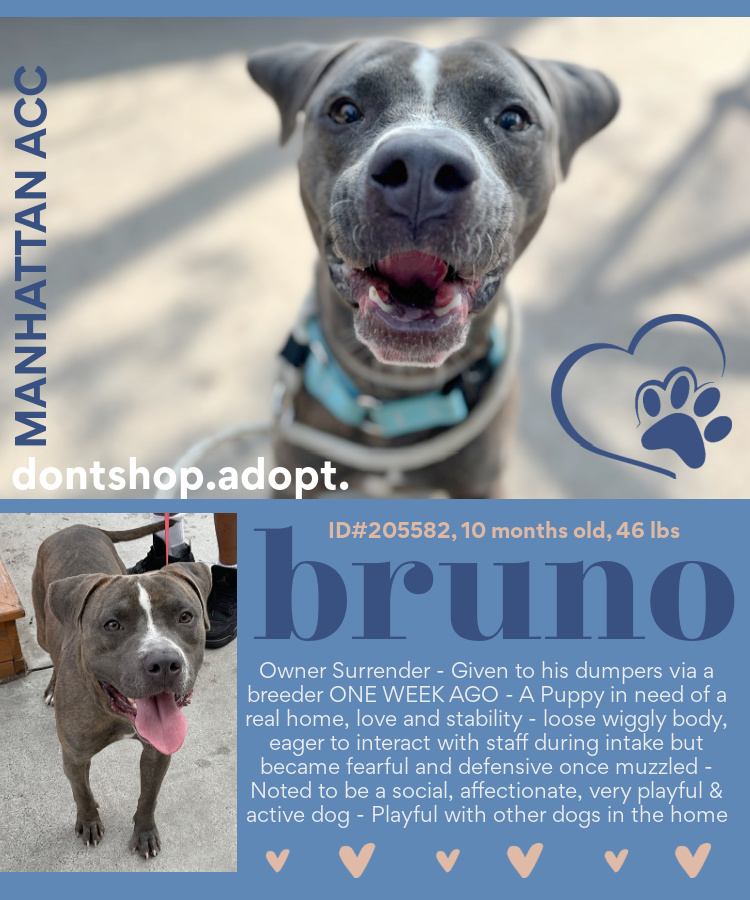 Puppy Bruno is dog friendly, just 10-months old: