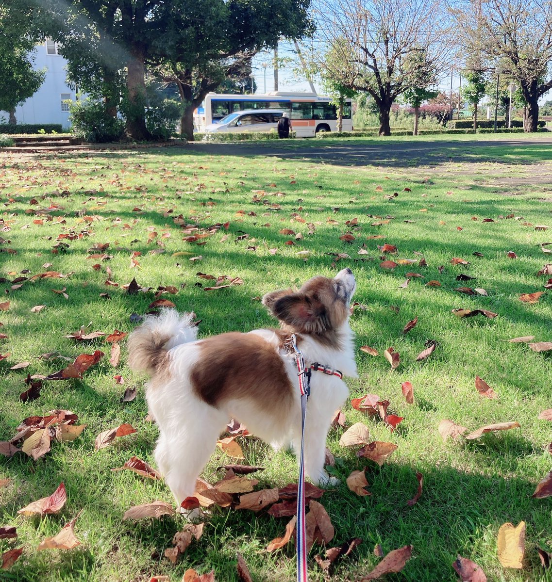 パピ (@CEUwJ9jv47TjCM5) / Posts / X