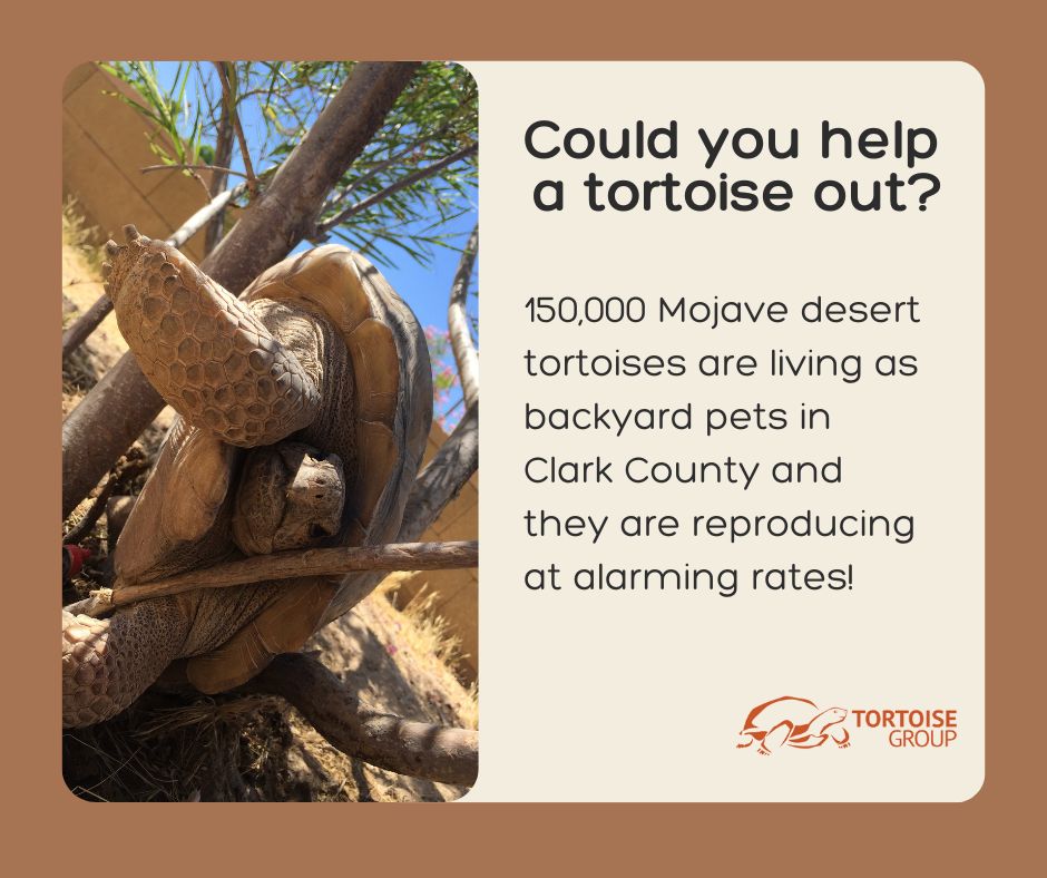 Tortoise_Group's tweet photo. Learn how YOU can help stop captive breeding of Mojave desert tortoises. https://t.co/ZkPYn98ubv #deserttortoises #Nevada https://t.co/6rUpJ1d4JK