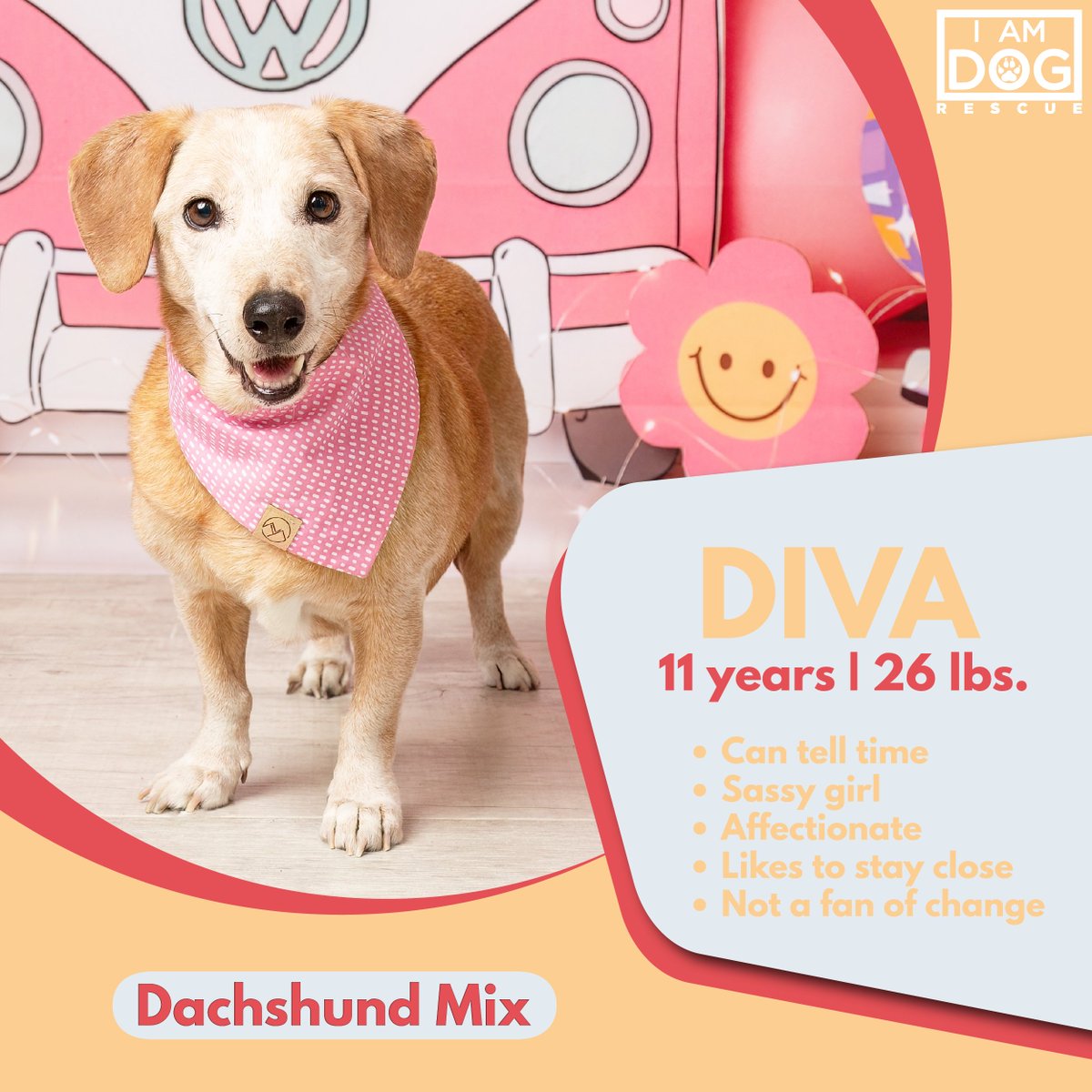 iamdogrescue's tweet photo. 𝘼𝙫𝙖𝙞𝙡𝙖𝙗𝙡𝙚 𝙩𝙤 𝙖𝙙𝙤𝙥𝙩.
Considering a new furry family member? We hope this sweet face touches your heart, but if Diva's not the right pup for you, please share her with your network. #dfwrescuedog #adoptdontshop #dfwdogrescue #adoptarescuedog #rescuedog #TXRescueDog https://t.co/UfvtBSW3dI
